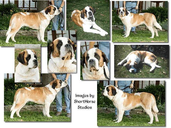 Inga collage